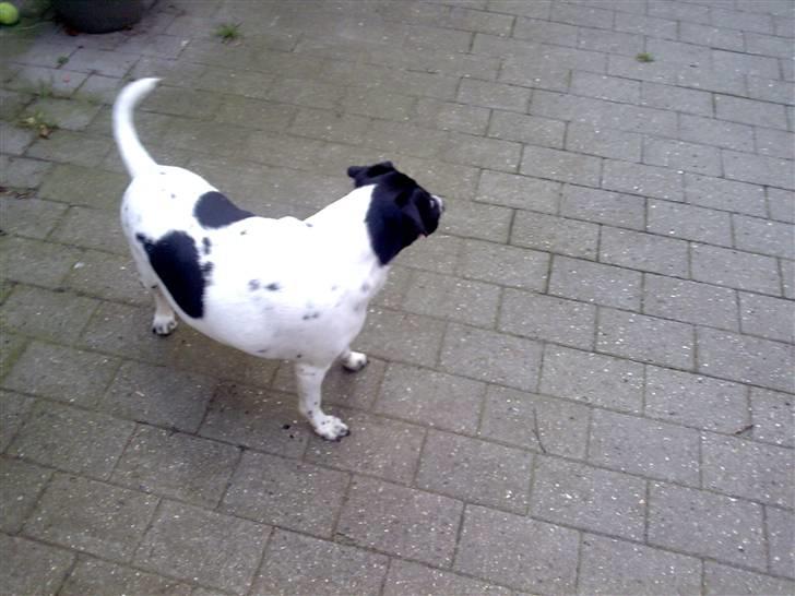 Dansk svensk gaardhund Nala "Himmelhund" billede 7