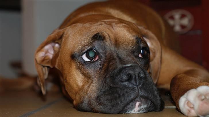 Boxer Tyson billede 1