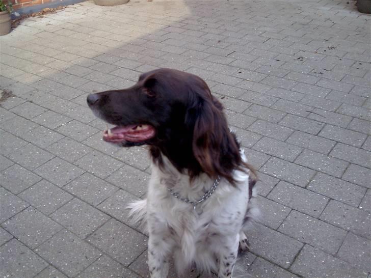 Kleiner münsterländer Thor  "Himmelhund" billede 4