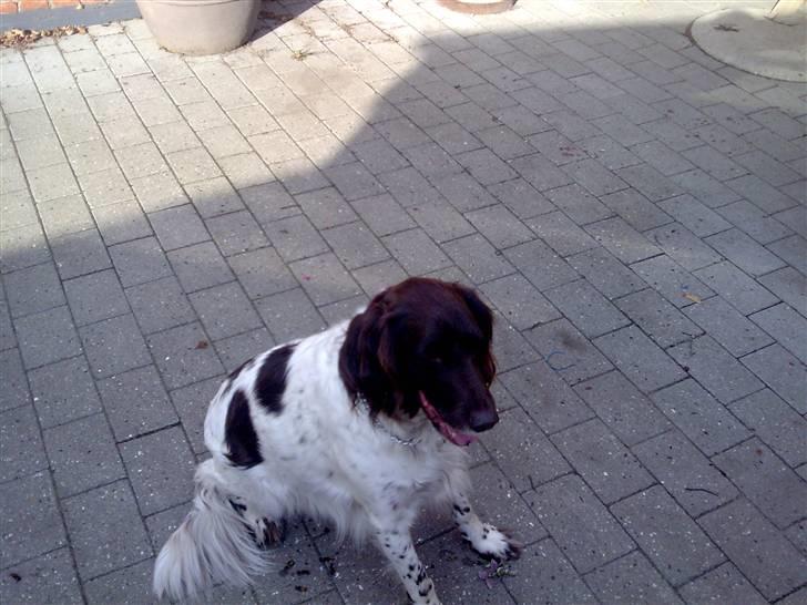 Kleiner münsterländer Thor  "Himmelhund" billede 5