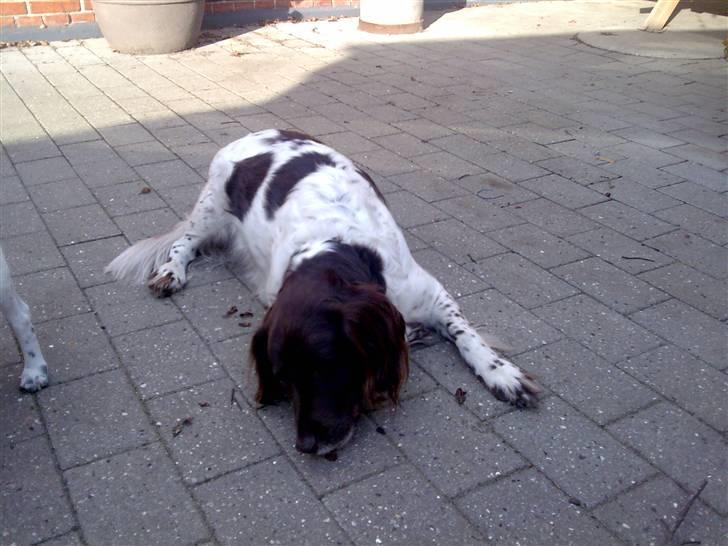 Kleiner münsterländer Thor  "Himmelhund" billede 6