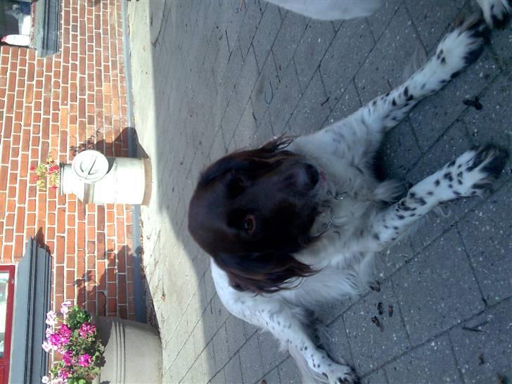 Kleiner münsterländer Thor  "Himmelhund" billede 7