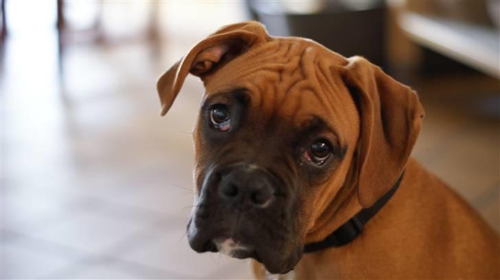 Boxer Tyson billede 2