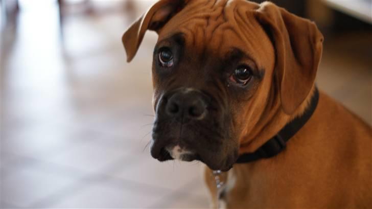 Boxer Tyson billede 3