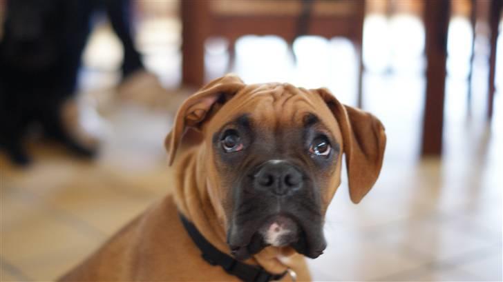 Boxer Tyson billede 4