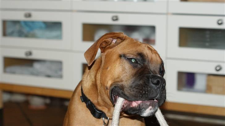 Boxer Tyson billede 5