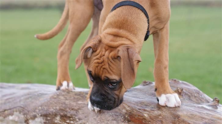 Boxer Tyson billede 6