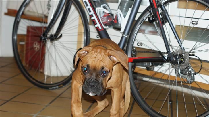 Boxer Tyson billede 7