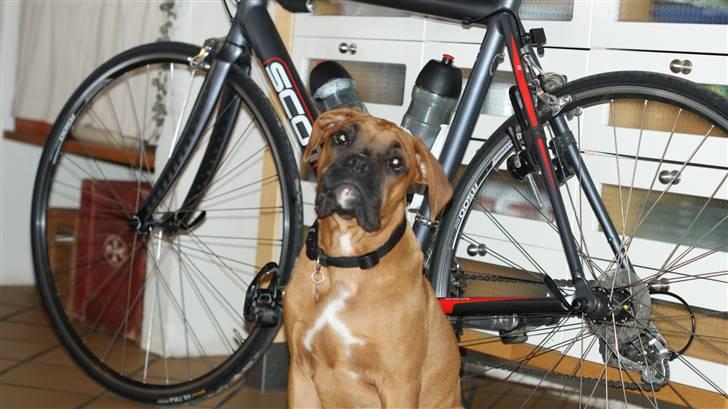 Boxer Tyson billede 8