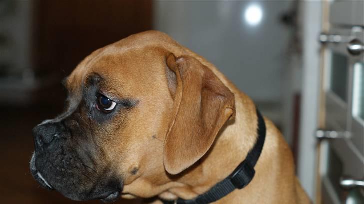 Boxer Tyson billede 9