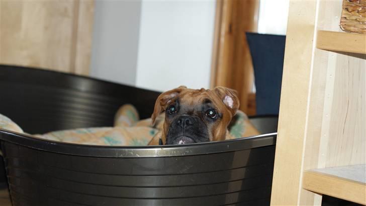 Boxer Tyson billede 10