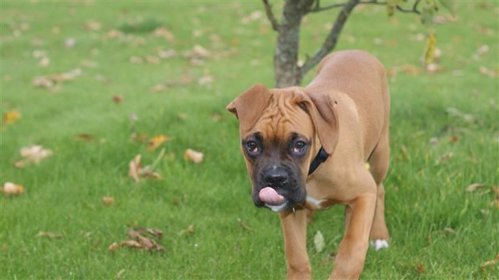 Boxer Tyson billede 11