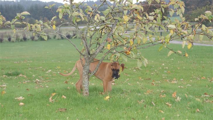 Boxer Tyson billede 12