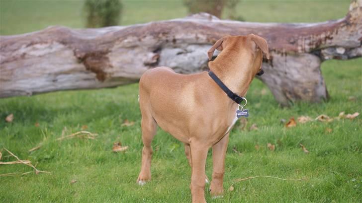 Boxer Tyson billede 13