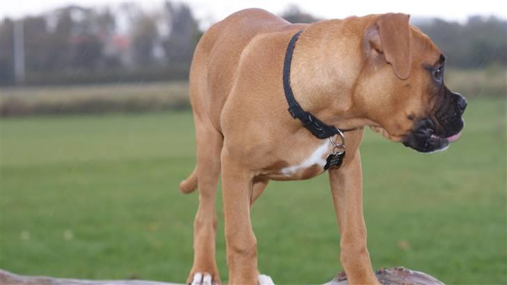 Boxer Tyson billede 14