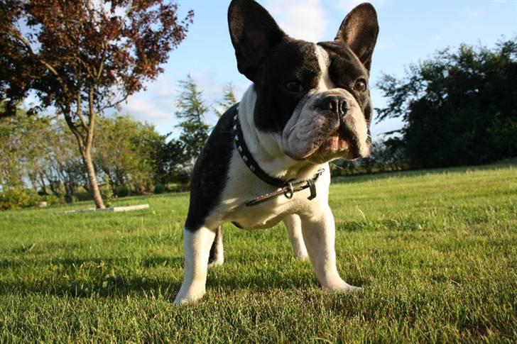 Fransk bulldog Diesel - Hvad har bassen fået øje på??? :-) billede 1