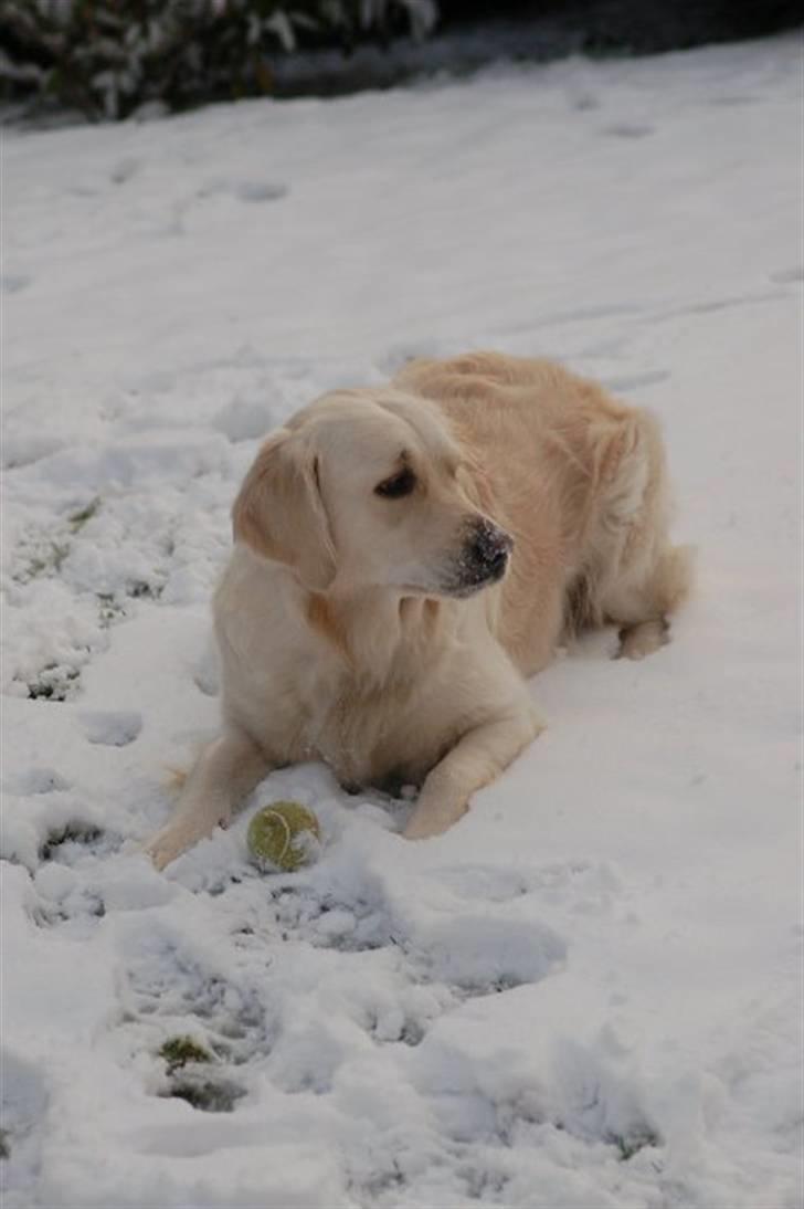 Golden retriever "your baby sunshine"Freja billede 17