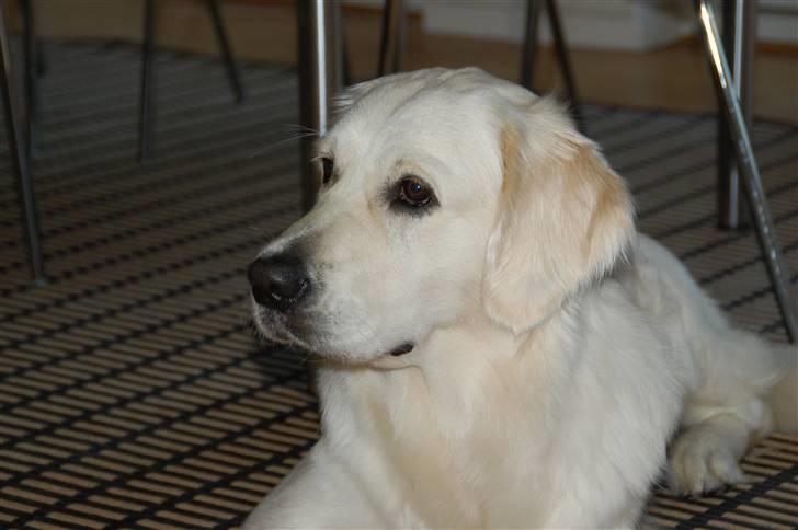 Golden retriever "your baby sunshine"Freja billede 18