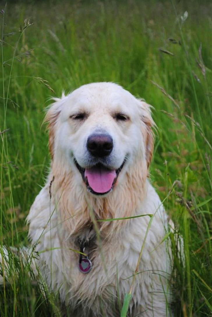 Golden retriever "your baby sunshine"Freja billede 19