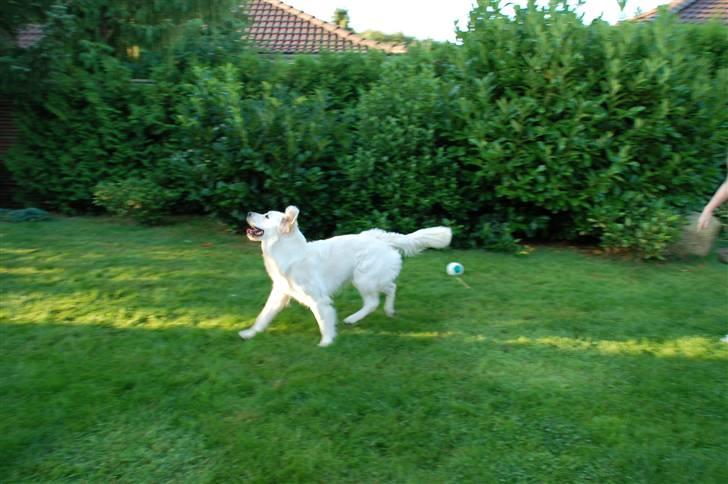 Golden retriever "your baby sunshine"Freja billede 20