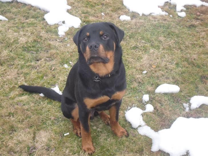 Rottweiler Bjørn Junior - Lidt over seks måneder gammel.. Rigtig flot fyr !! billede 1