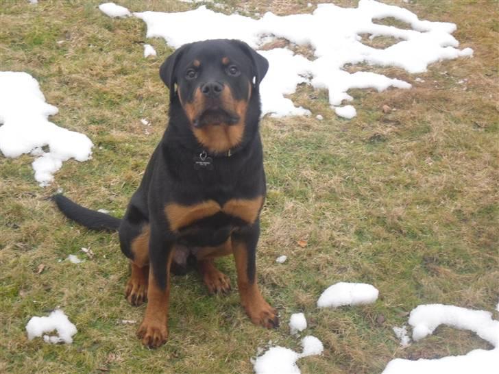 Rottweiler Bjørn Junior billede 2