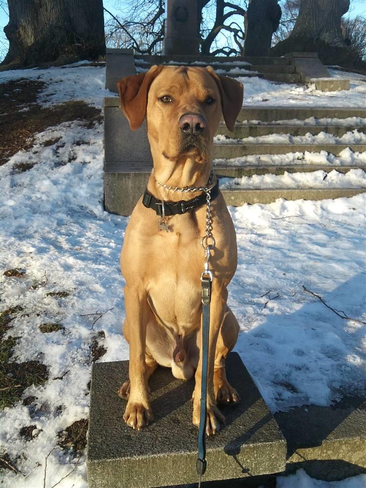 Blanding af racer Rollo Himmelhund billede 16