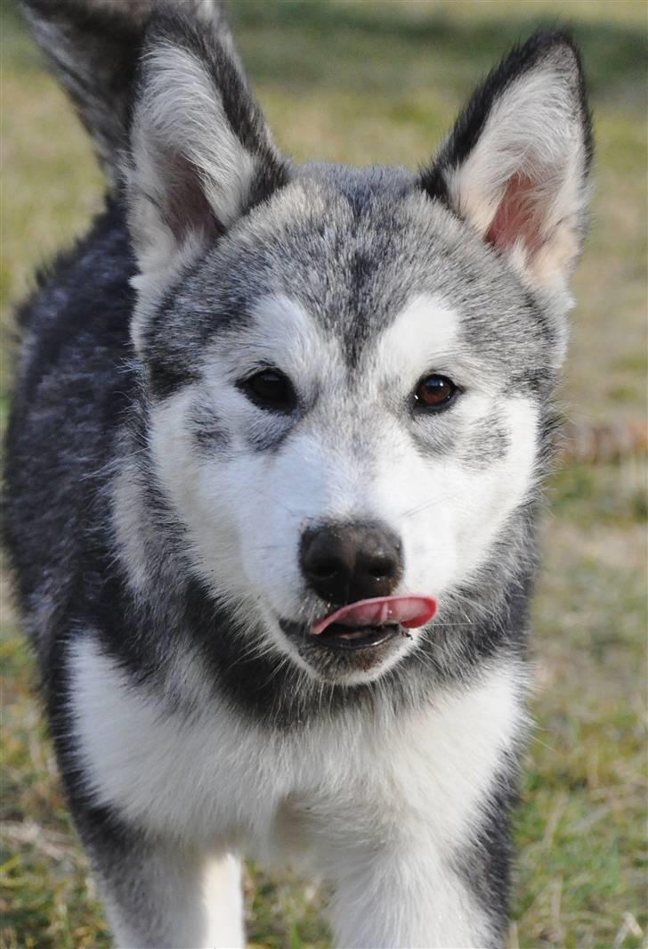 Alaskan malamute Tala (udstationeret) - 16 uger billede 20