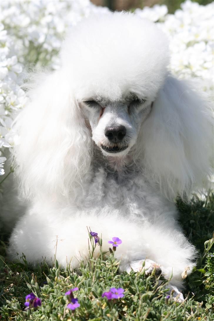 Dværgpuddel Ludvig billede 15