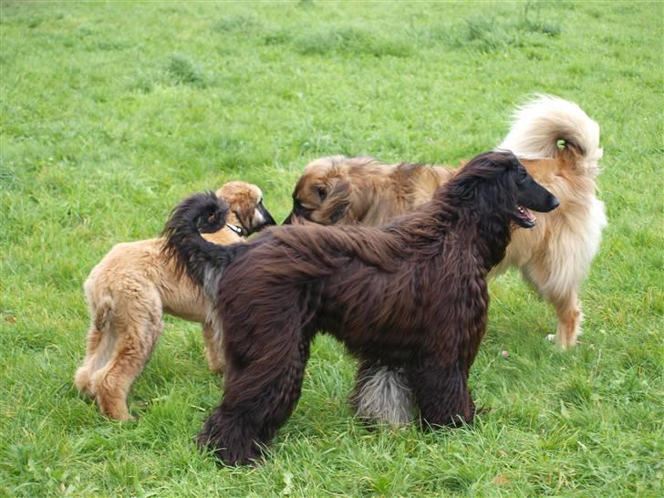 Afghansk mynde Harry - Bette Harry møder leonberger Phaona for første gang. Storebror Julius passer godt på ham. billede 8