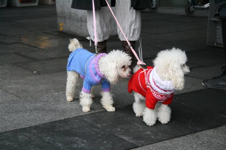 Dværgpuddel Ludvig - Ludvig og Perle mødes for første gang i lufthavnen billede 16