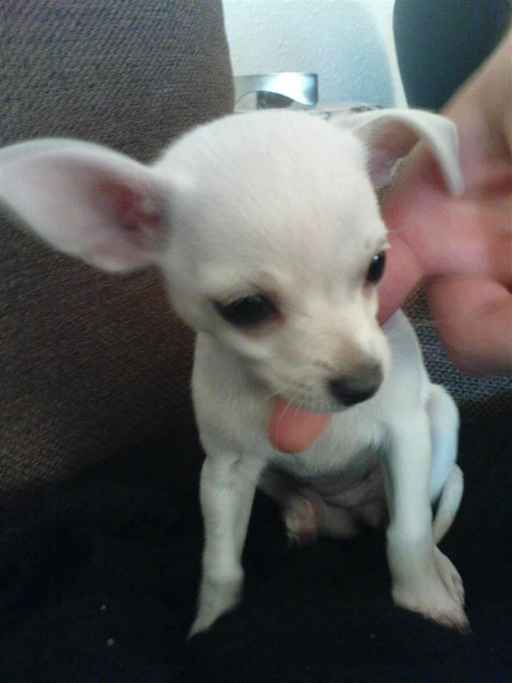 Chihuahua Fie billede 1