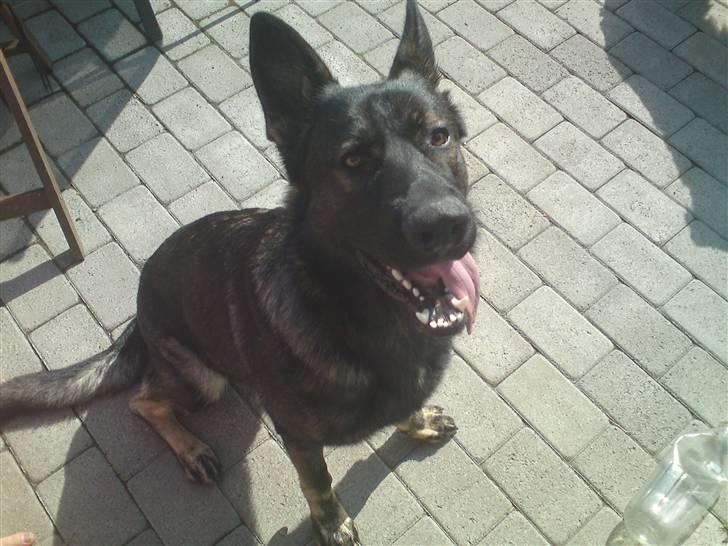 Schæferhund Athos  billede 1