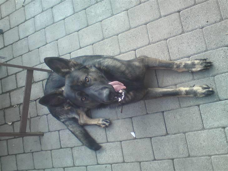 Schæferhund Athos  billede 2