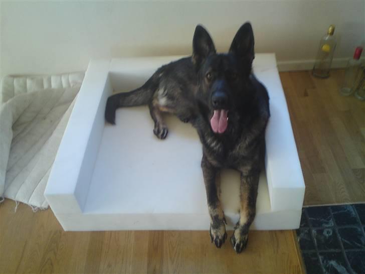 Schæferhund Athos  billede 3