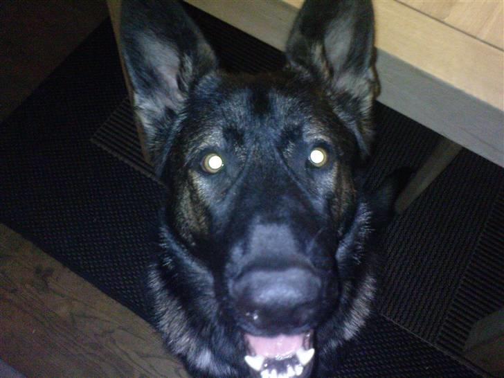 Schæferhund Athos  billede 4