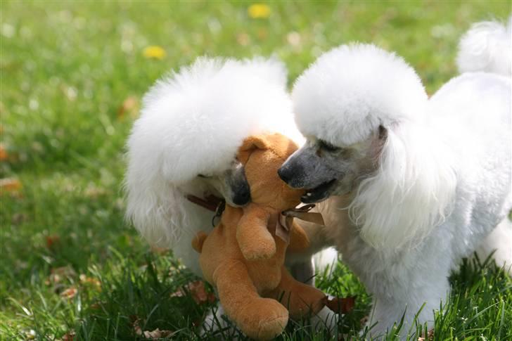 Dværgpuddel Ludvig billede 17