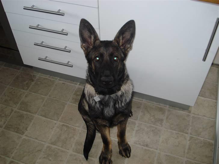 Schæferhund Athos  billede 6