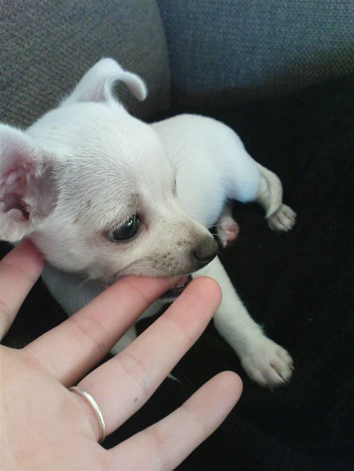 Chihuahua Fie billede 2