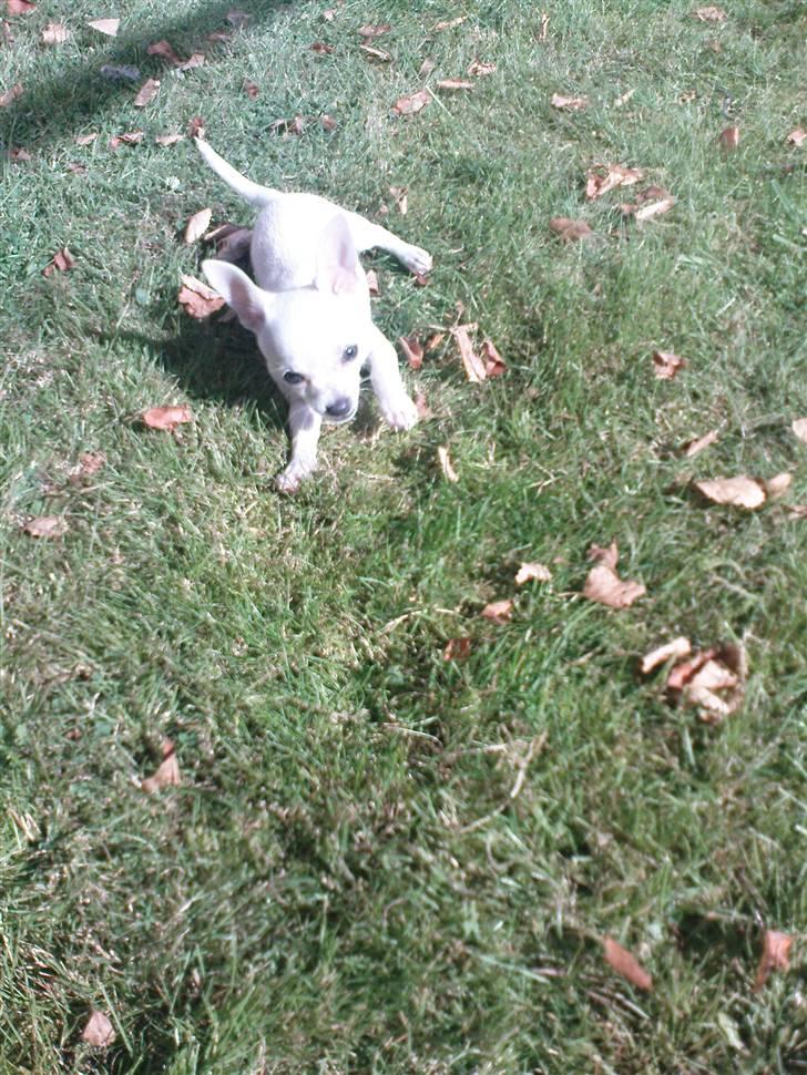 Chihuahua Fie billede 3