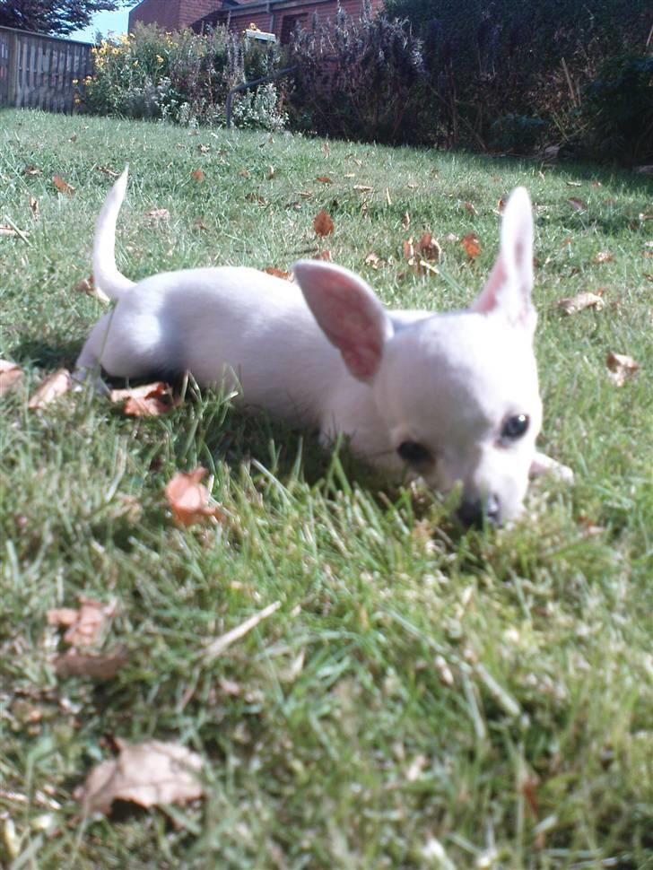 Chihuahua Fie billede 4