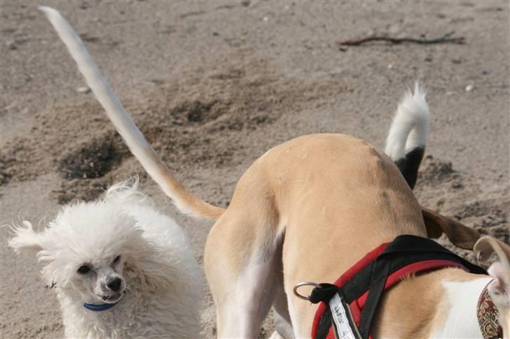 Dværgpuddel Ludvig - Ludvig, altid i hælene på den hund, der løber hurtigst billede 18