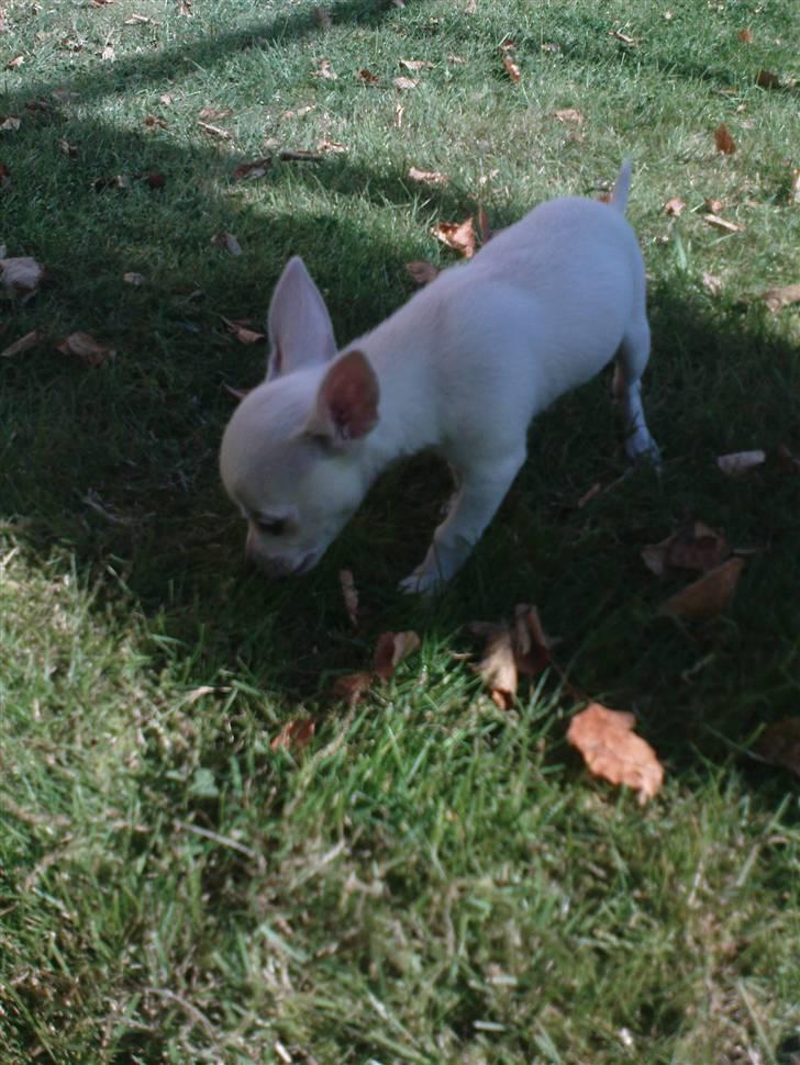 Chihuahua Fie billede 5
