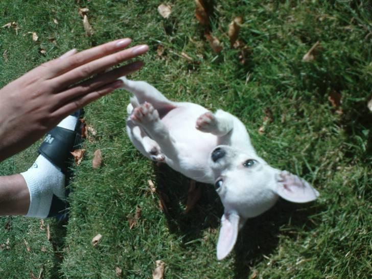 Chihuahua Fie billede 6