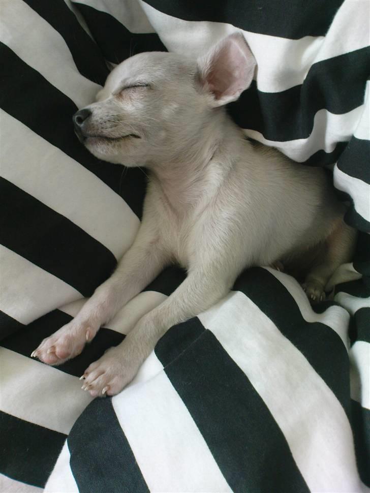 Chihuahua Fie billede 7