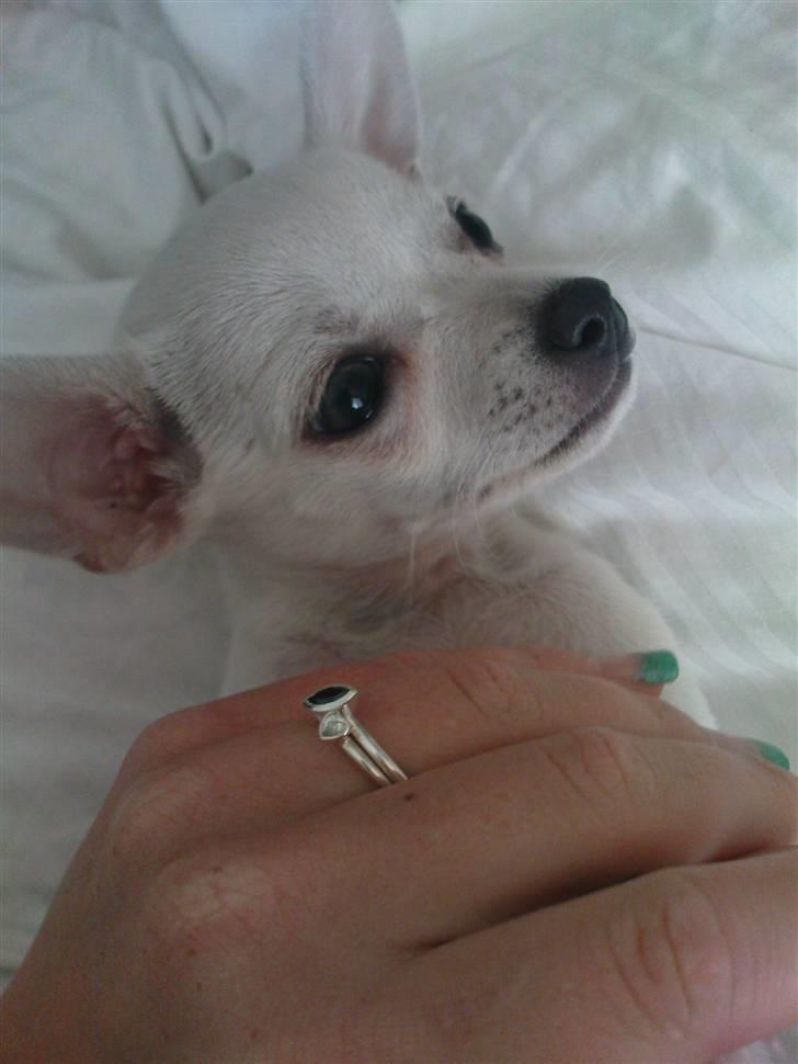 Chihuahua Fie billede 8