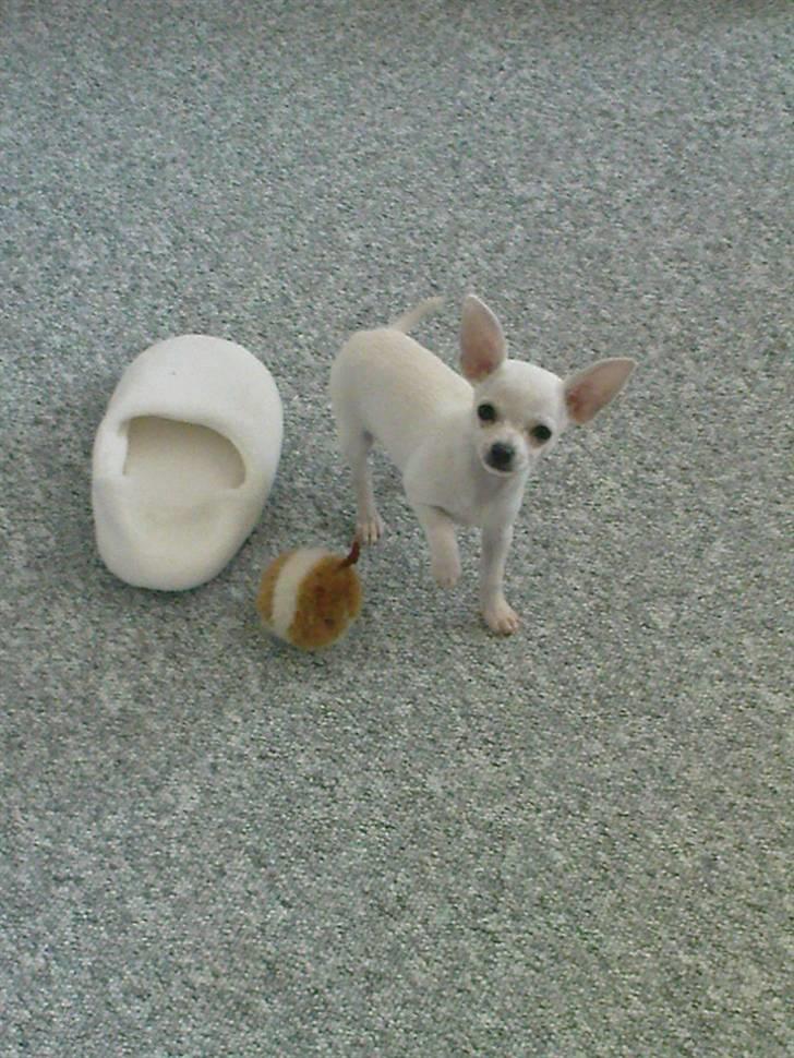 Chihuahua Fie billede 9