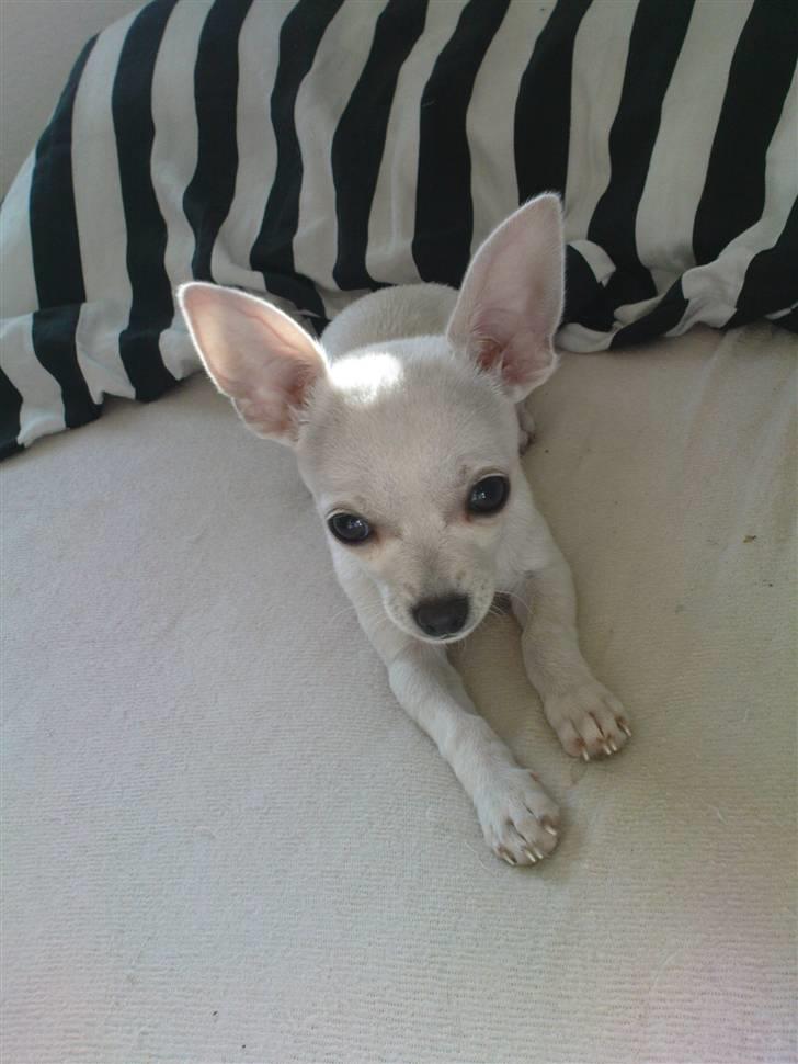 Chihuahua Fie billede 10