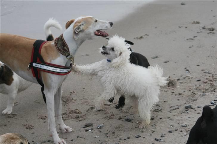 Dværgpuddel Ludvig billede 19