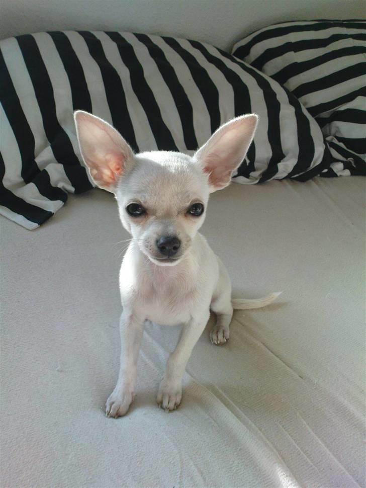 Chihuahua Fie billede 11